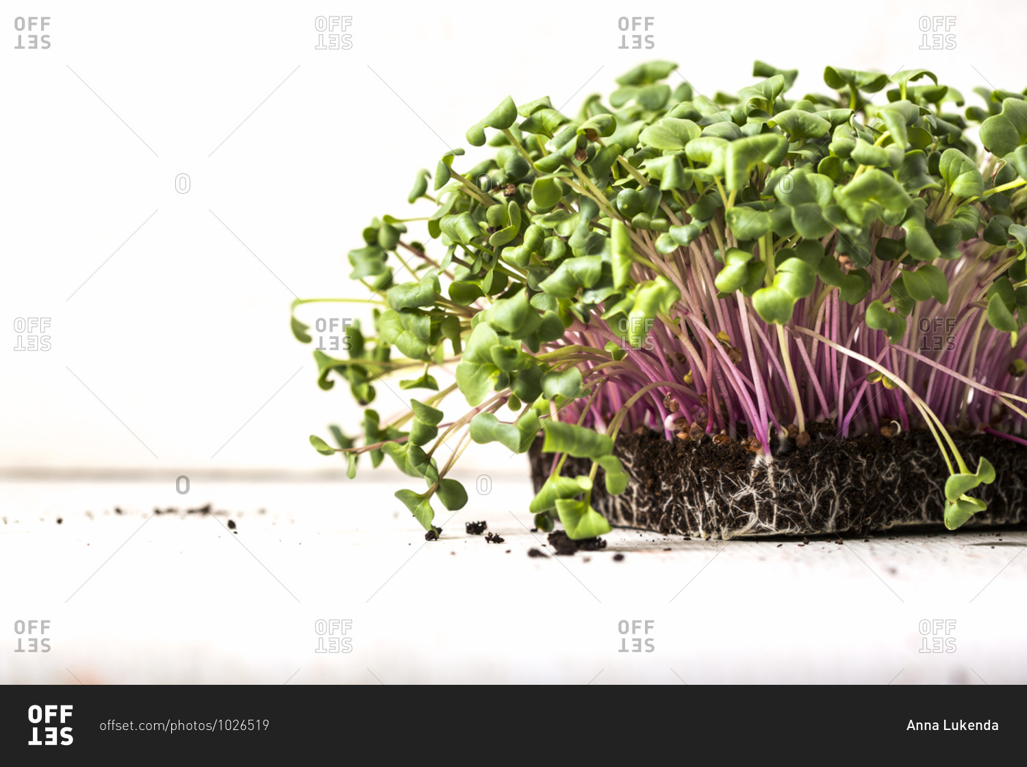 Microgreens growing in dirt on white background
