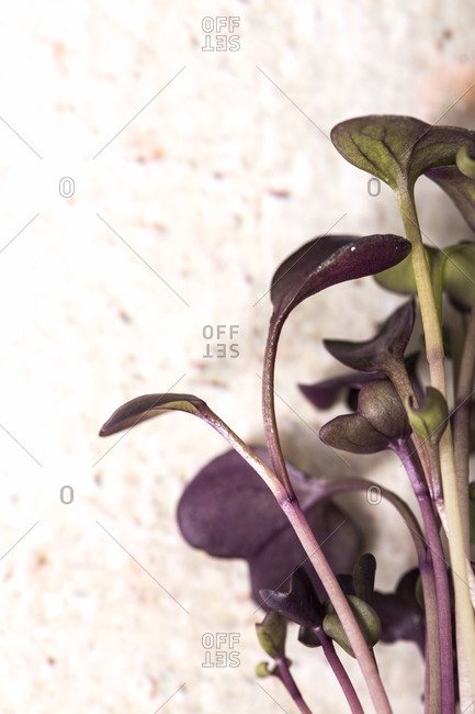 Detail of purple microgreen plant flat lay on white background