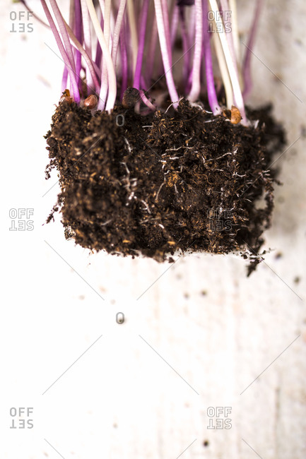 Close up of microgreen roots flat lay on light background