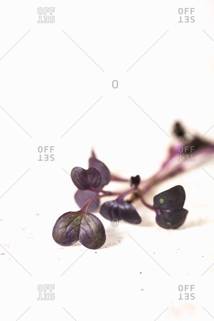 Purple homegrown microgreens on a white background