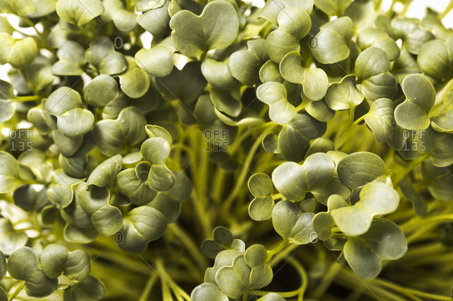 Full frame close up of green microgreens