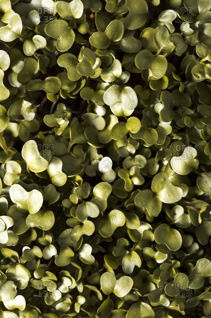Full frame of green microgreens from above