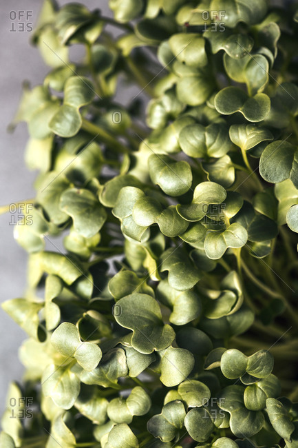 Extreme close up of ggreen microgreen leaves