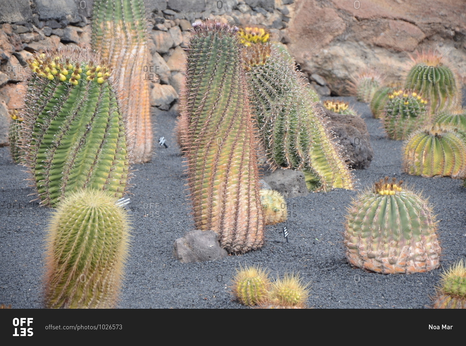 Cacti in the desert with yellow fruit