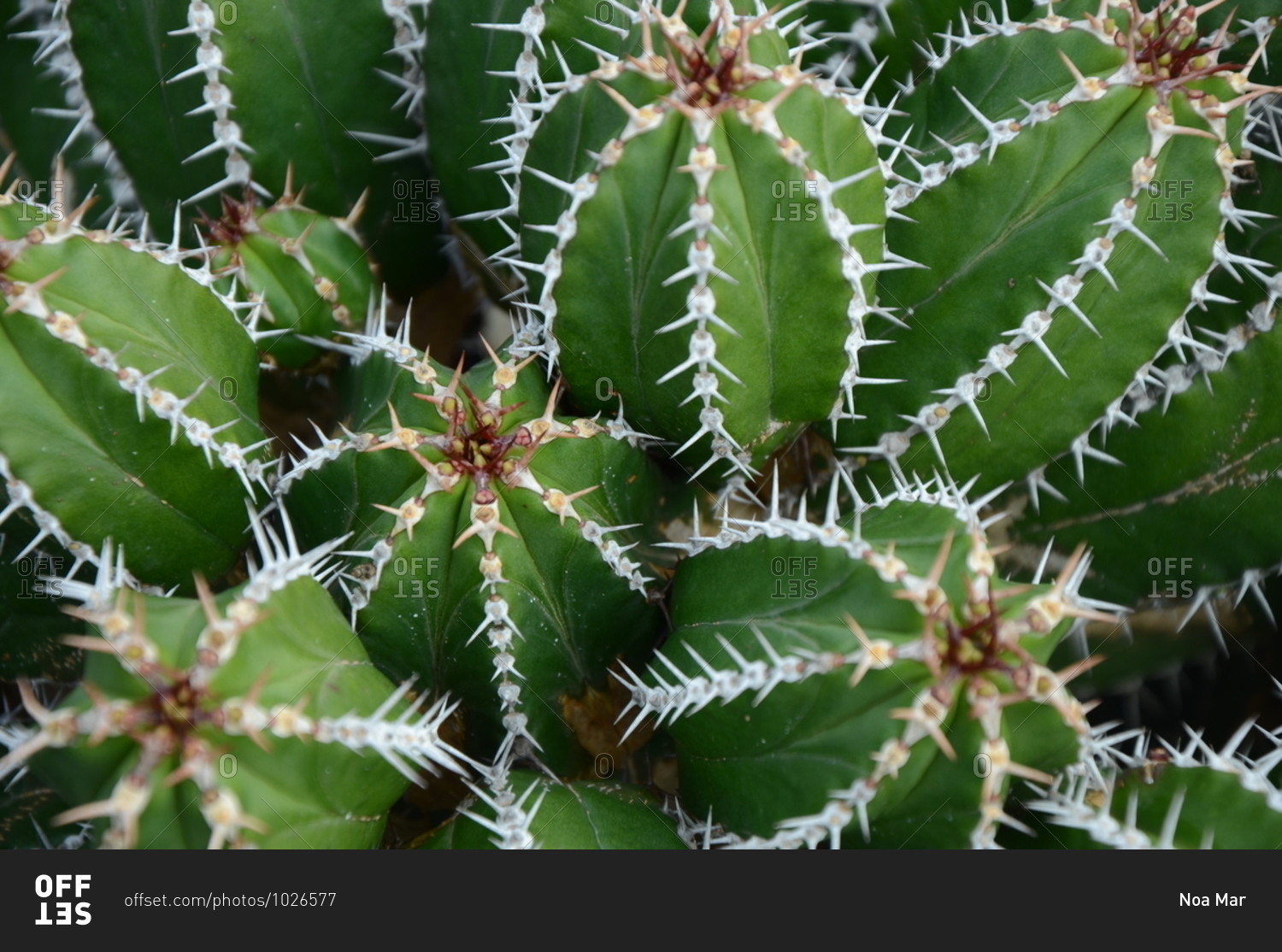 Overhead view of a cluster of green cacti