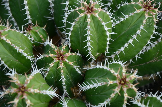 Overhead view of a cluster of green cacti
