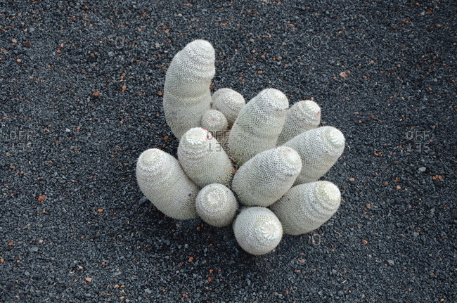 Top view of a cluster of cacti