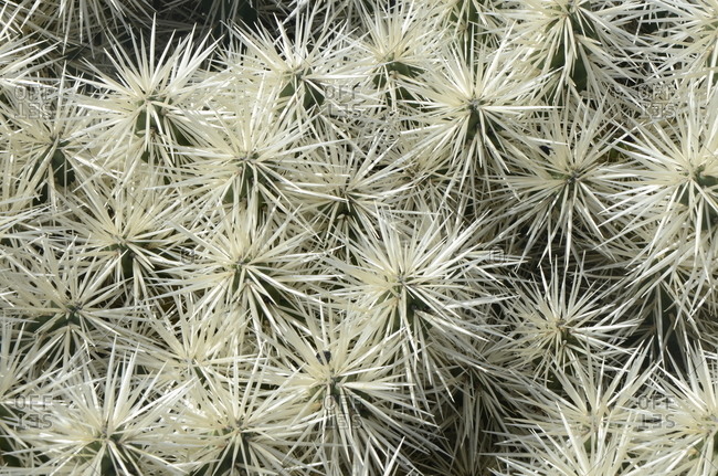 Detail of cacti with large clusters of thorns