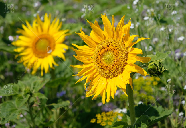 Bright yellow sunflowers growing in a field