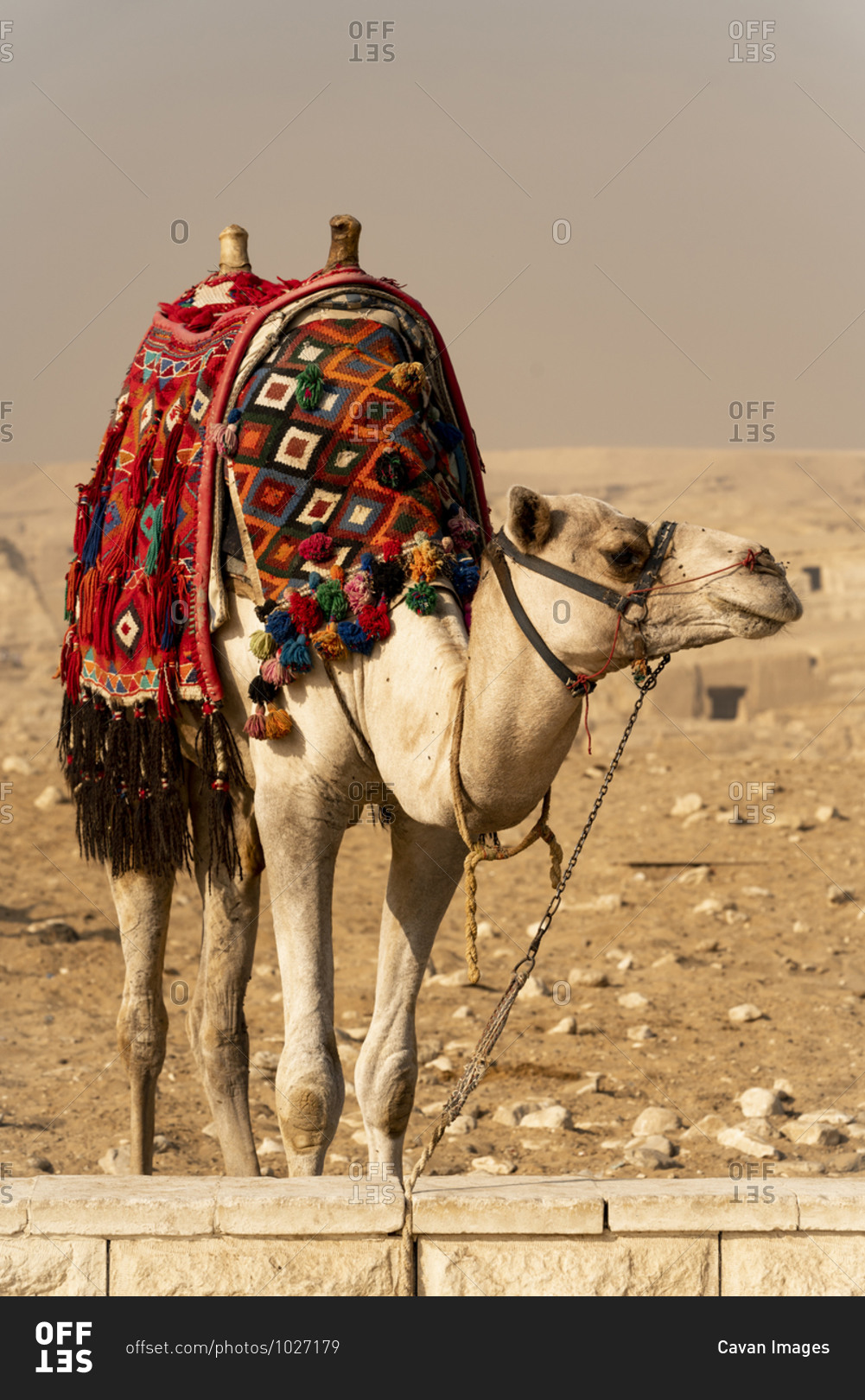 A camel stands dressed and ready for transport in Giza, Egypt
