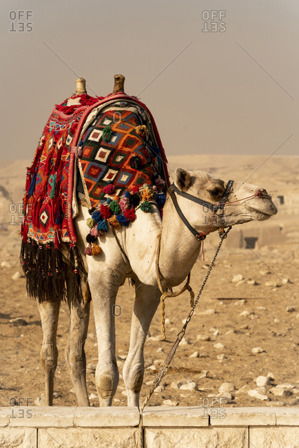 Camel Desert Animal With Bridle And Saddle Decorated With Ethnic
