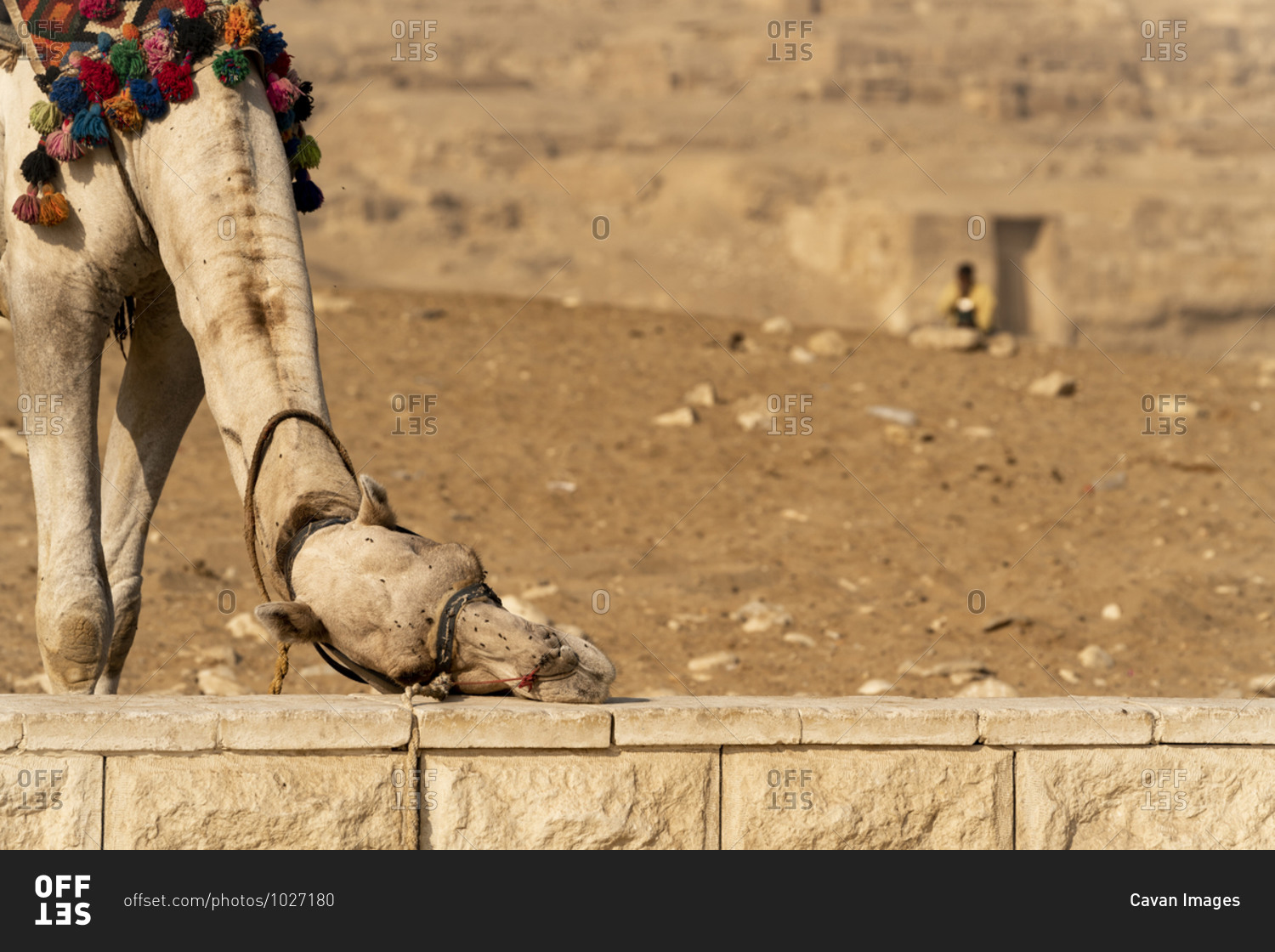 A camel scratches the flies off his face on a wall in Giza, Egypt