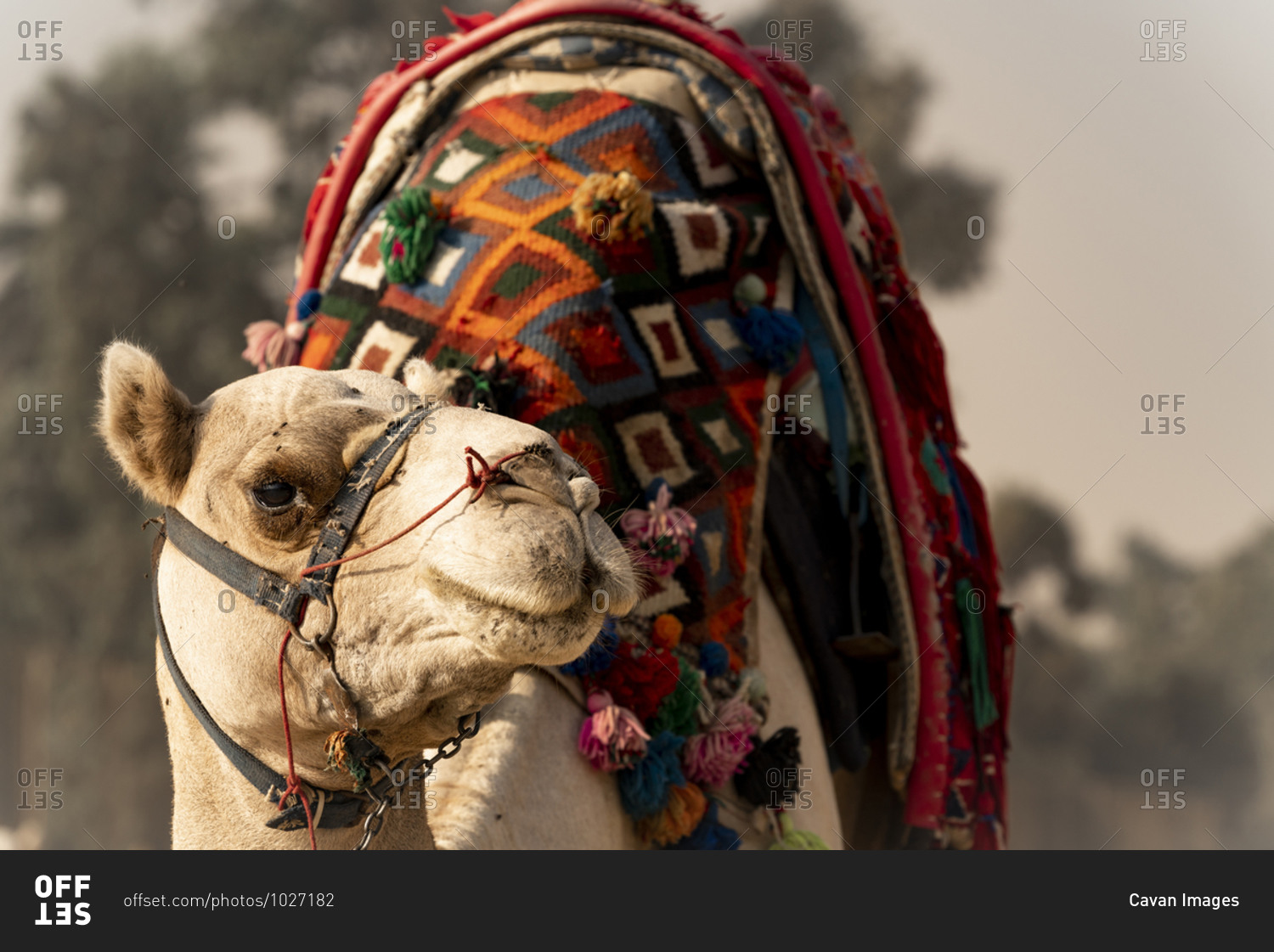 A camel stands in the desert waiting to give a ride in Giza, Egypt