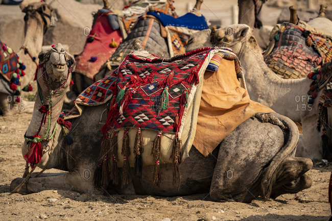 A camel smiles for the camera while lying down with other camels
