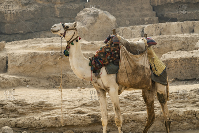A camel standing tied up next to a pyramid in Giza