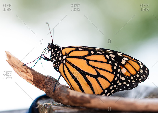 A close-up shot of a single Monarch butterfly perched on a