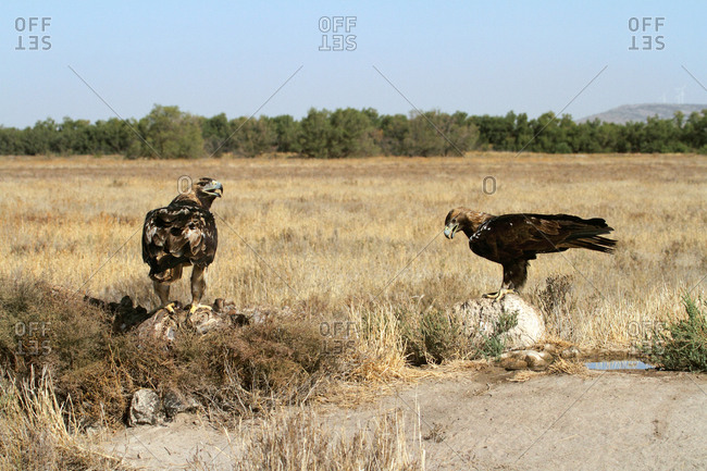 Spanish Imperial Eagle male  and five years old female
