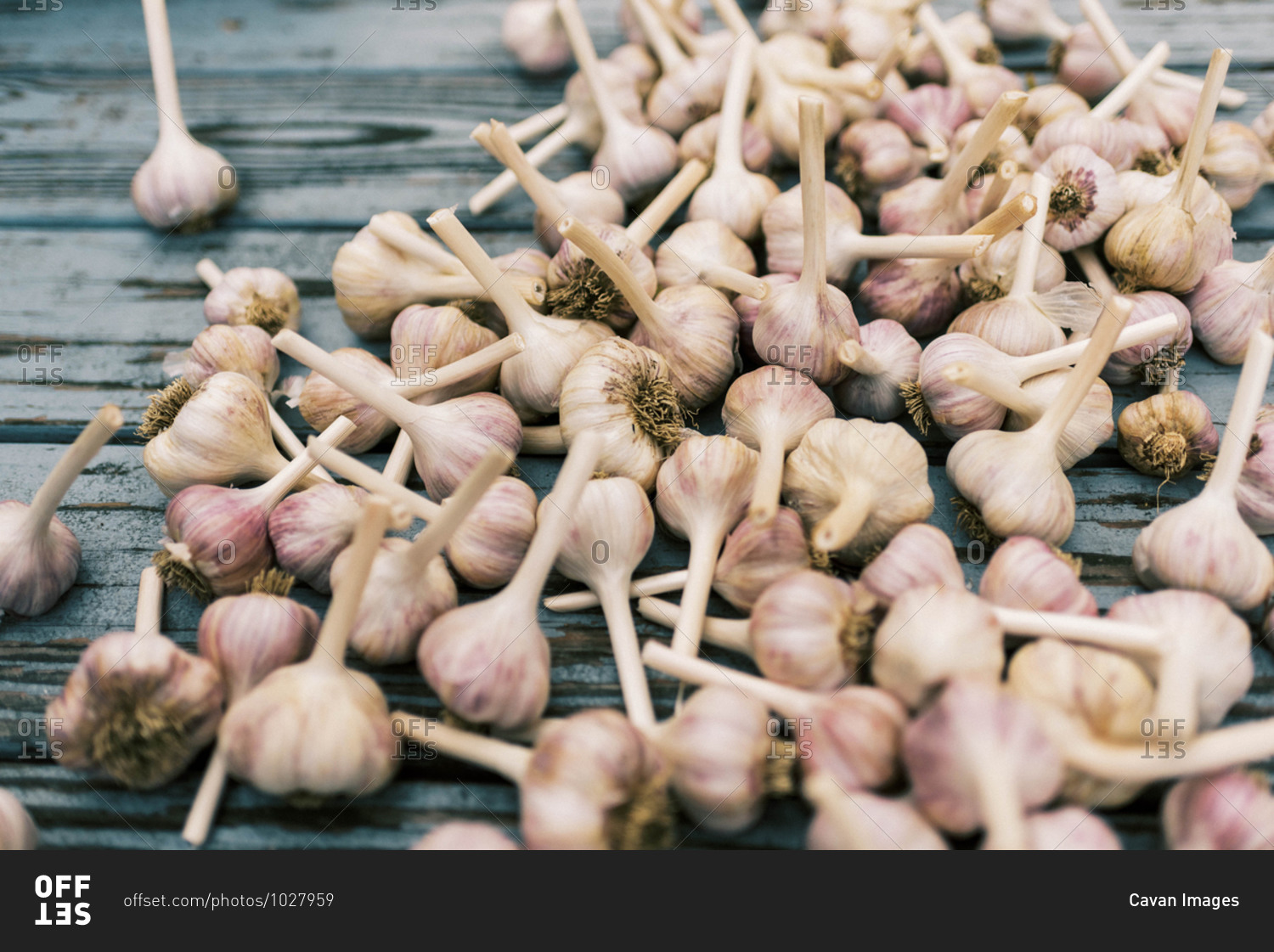 An array of dried spanish roja garlic freshly dried and processed