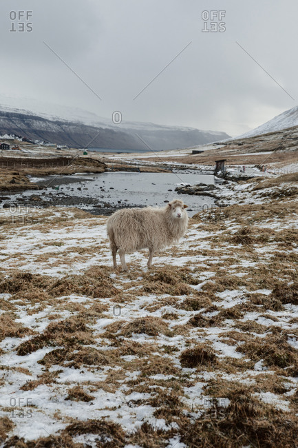 Domestic sheep on cold day in winter on background of snowy mountains and river on Faroe Islands