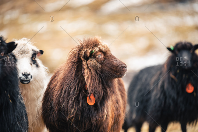 Domestic sheep with wet fur grazing on hill in mountains on Faroe Islands on autumn and looking away