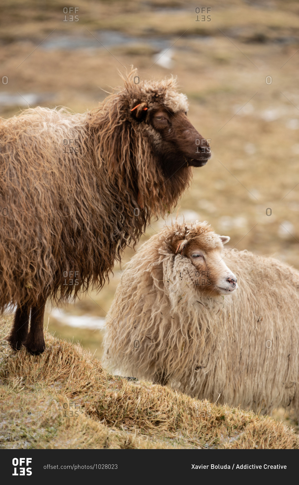 Domestic sheep with wet fur grazing on hill in mountains on Faroe Islands on autumn and looking away