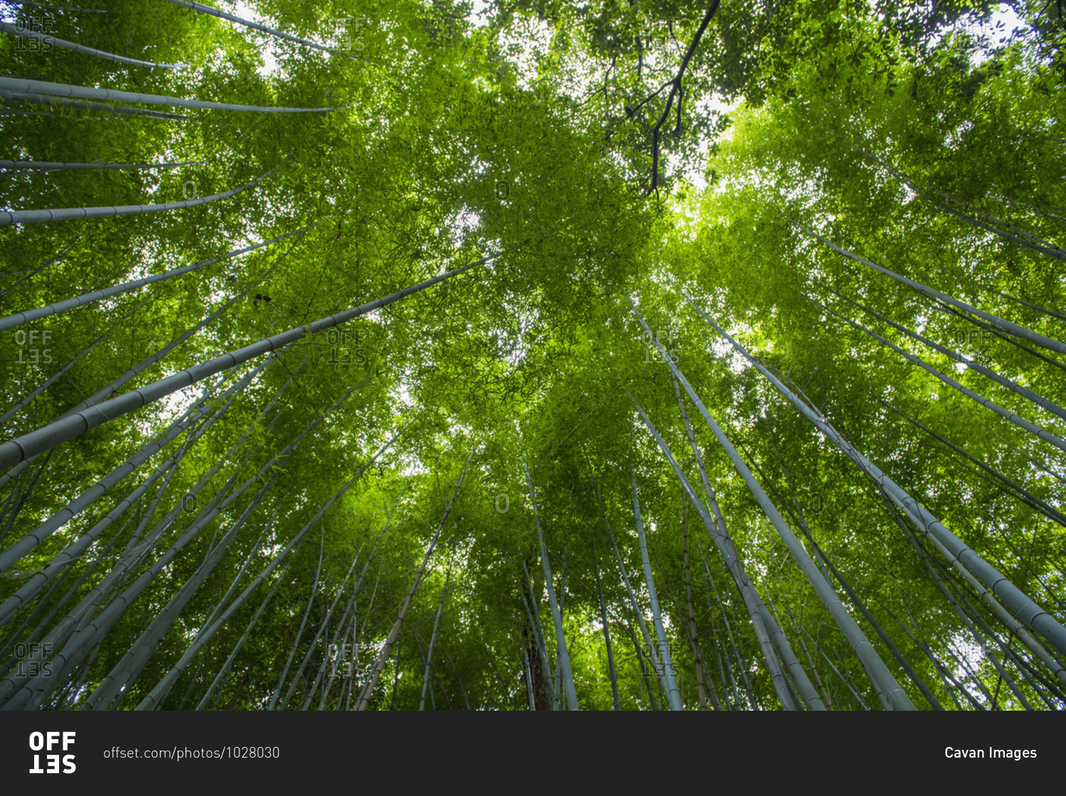 Looking up at bamboo forest at Arashiyama Bamboo Groove
