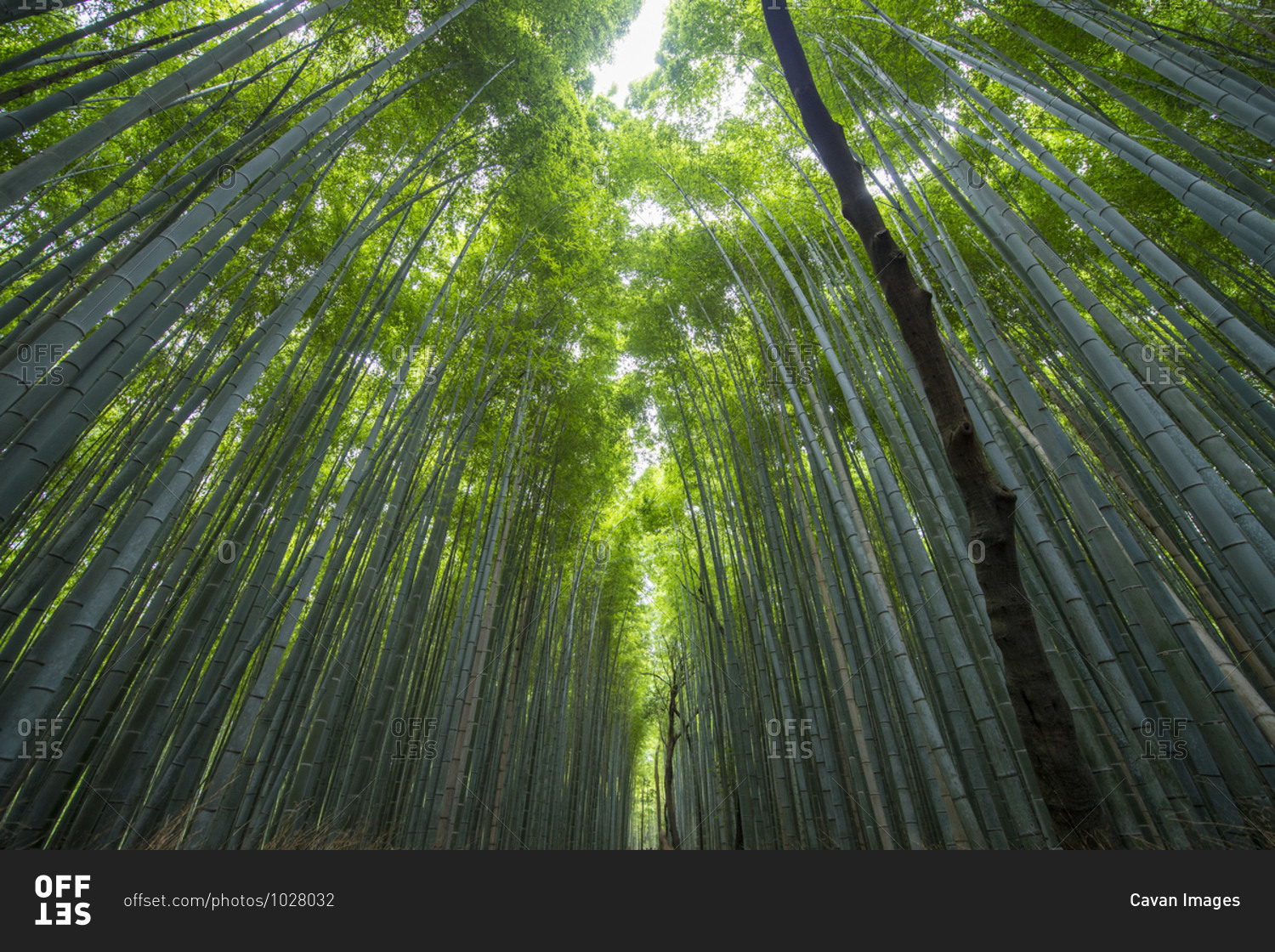 Bamboo forest at Arashiyama Bamboo Groove near Kyoto