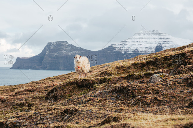Domestic sheep on cold day in winter on background of snowy mountains and river on Faroe Islands