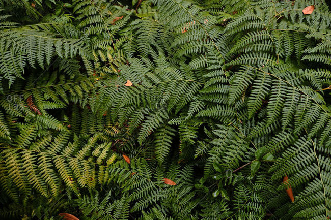 Green Ferns in Huckleberry Preserve After Rainstorm
