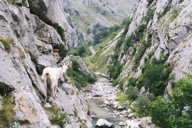 Goat climbing on rock mountain at Ruta Del Cares- Asturias- Spain