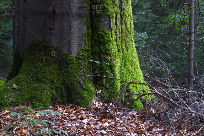 Moss-covered tree in a forest