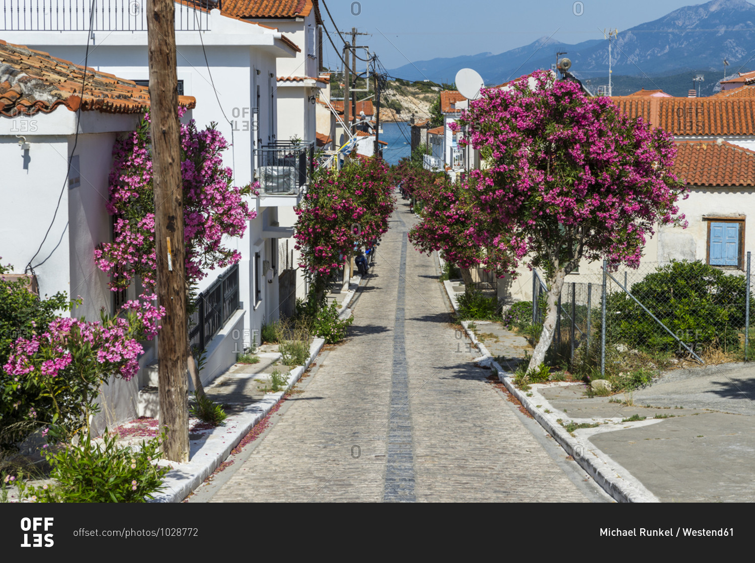 Greece- North Aegean- Pythagoreio- Houses and pink blossoming trees along cobblestone town street