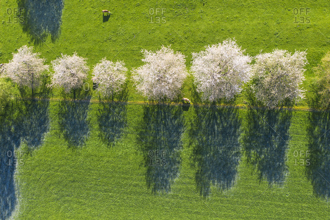 Drone view of cows grazing by row of blossoming wild cherries (Prunus avium) in spring