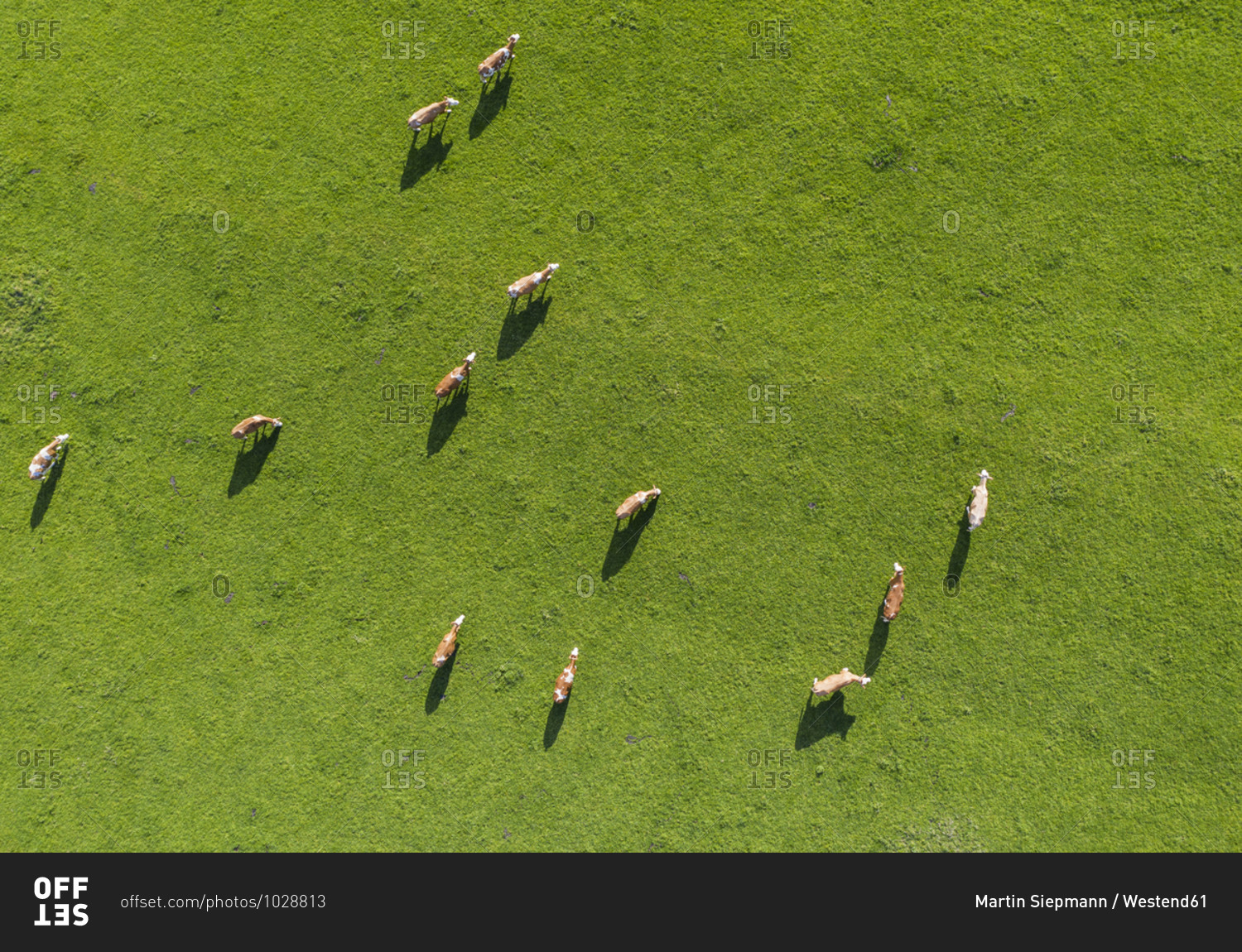 Drone view of cows grazing in green springtime meadow