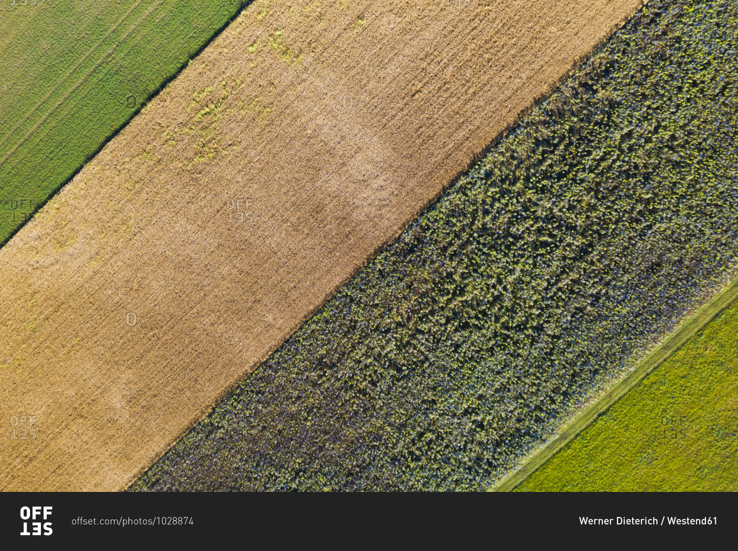 Aerial view of wheat and sunflower fields in summer