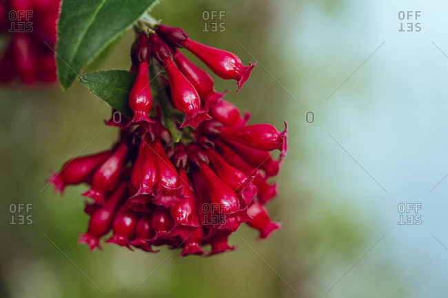 Close Up, Nature, Garden, Flower, Growth, Abstract, red flowers close up,