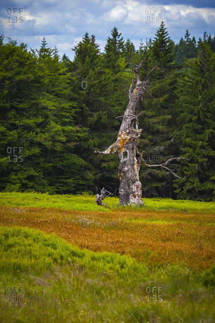 Europe, Germany, Bavaria, Bavarian Forest, National Park, Tree Trunk on field
