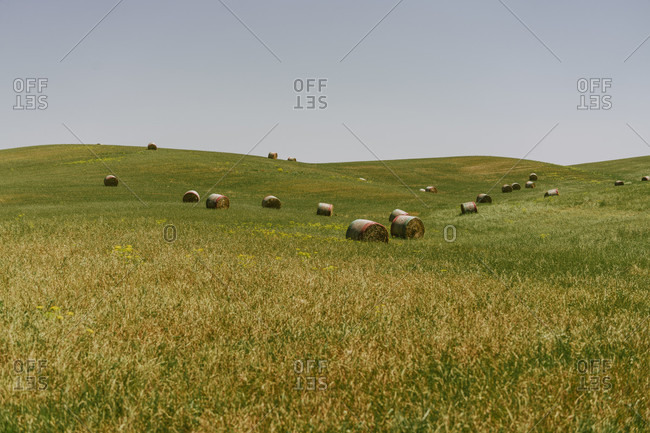 Europe, Italy, Tuscany, Tuscan Landscape, Province of Siena, Castiglione D'orcia, Hay Balls on field,