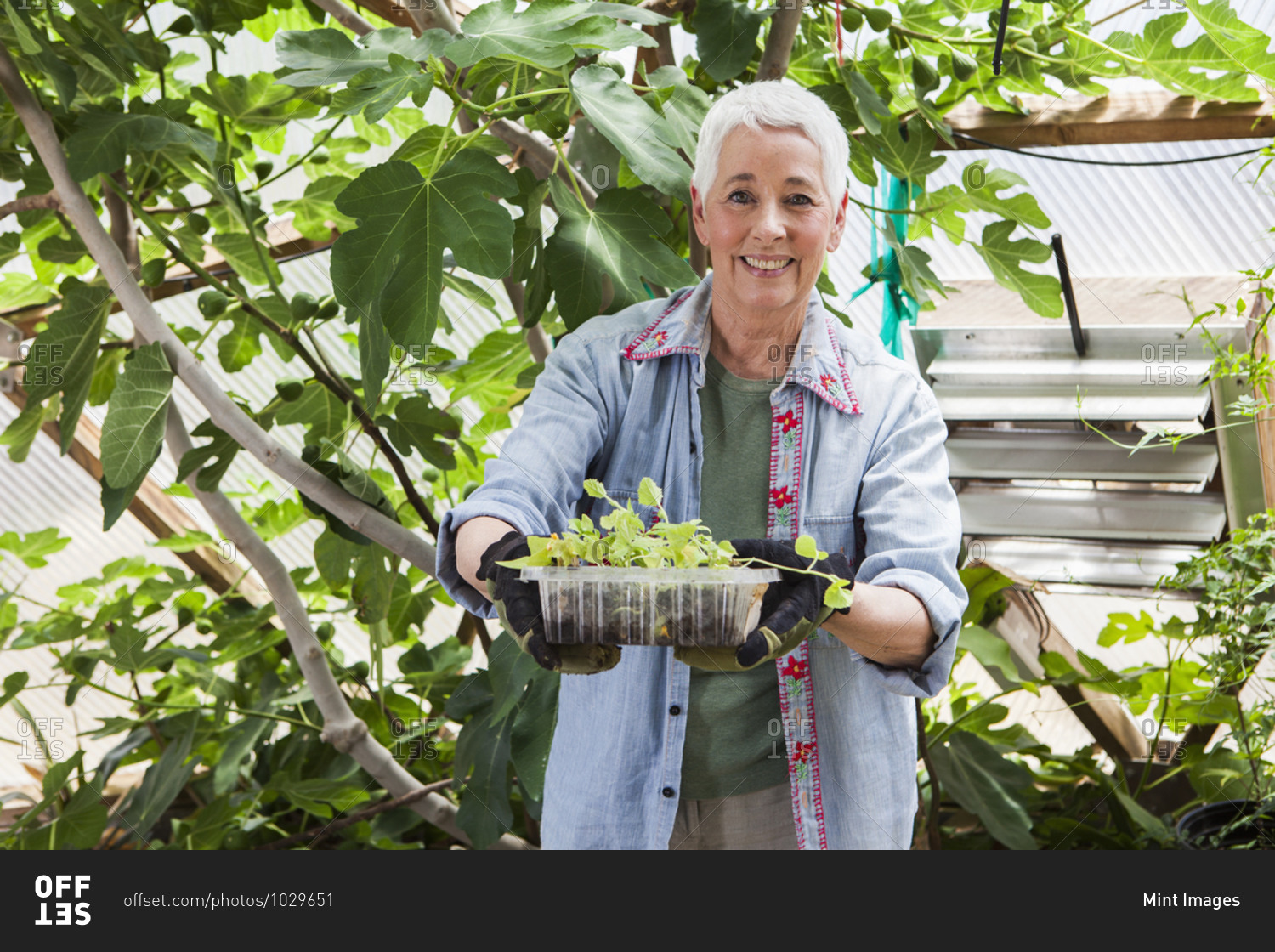 Smiling senior woman gardening in a geodesic dome, climate controlled glass house