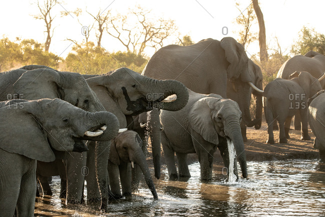 african animals drinking stock photos - OFFSET