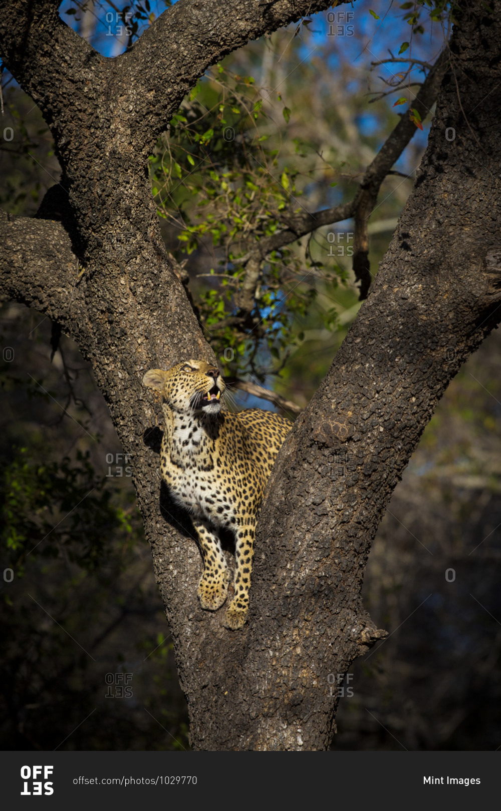 A female leopard, Panthera pardus, stands in the fork of a tree and gazes up.
