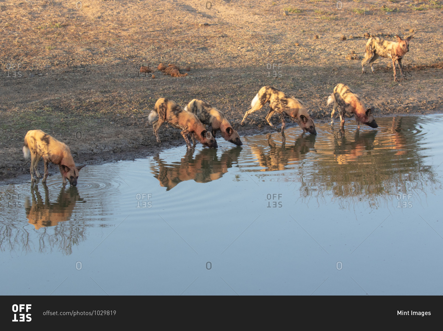 A pack of wild dogs, Conspectus, covered in blood, drinking at water hole