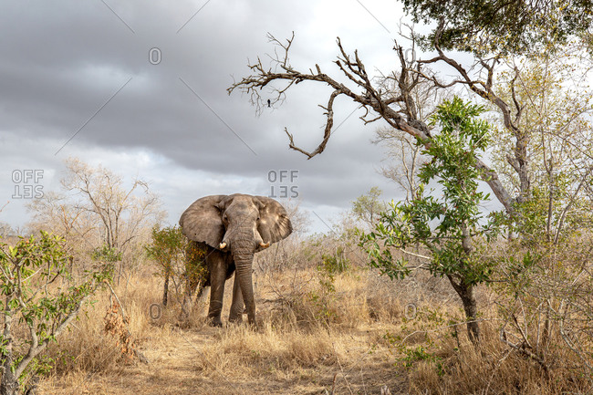 An elephant, Loxodonta africana, stands in dry grass, storm clouds in the sky