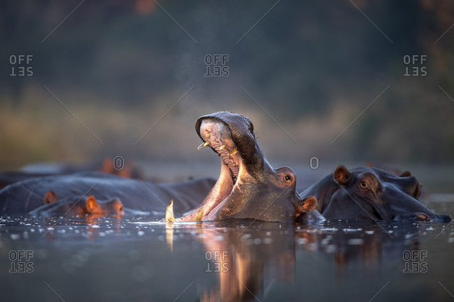 A pod of hippos, Hippopotamus amphibius, rest in a water hole, one yawning