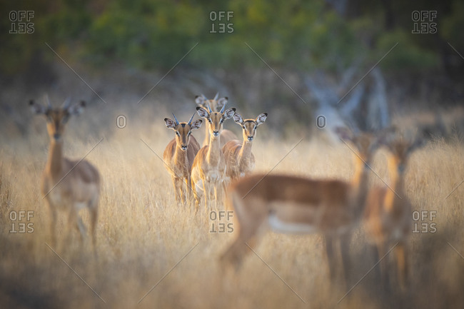 A herd of impalas, Aepyceros melampus, stand in dry yellow grass, direct gaze