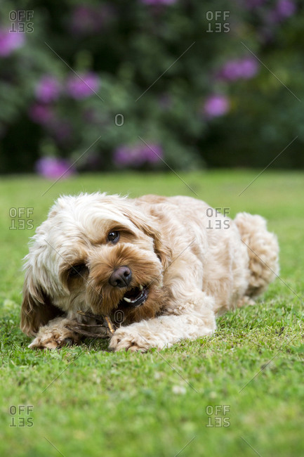 Portrait of a red coated young Cavapoo lying on a lawn, chewing stick.