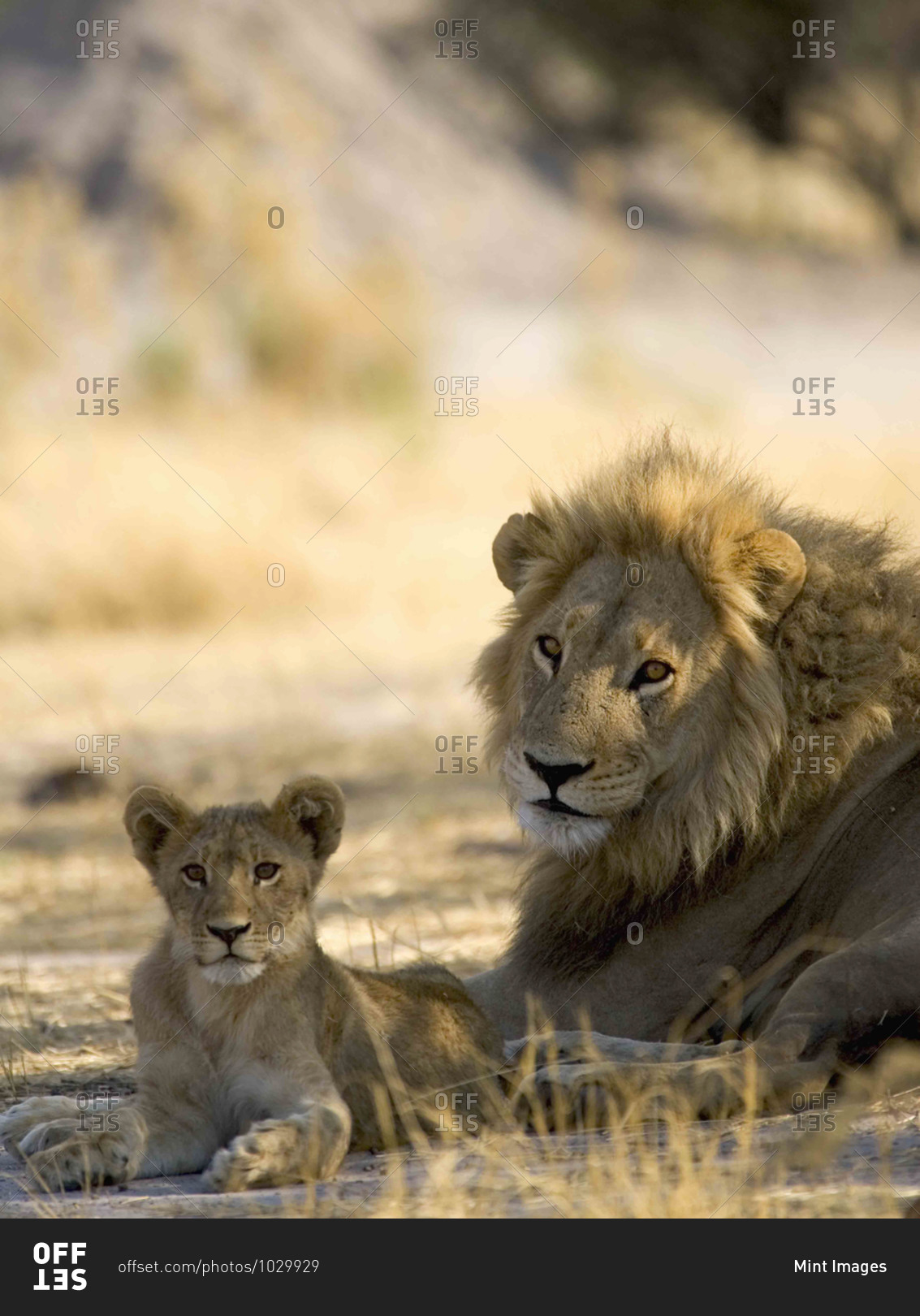 African lion, Panthera leo, male and cub lying on ground in the Moremi Reserve, Botswana, Africa.