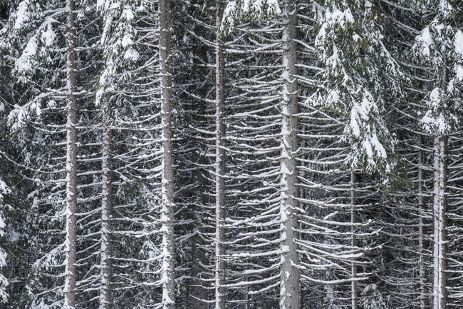 Detail of tree trunks covered by snow after a snowstorm, winter landscape, paneveggio, dolomites, predazzo, trentino, italy
