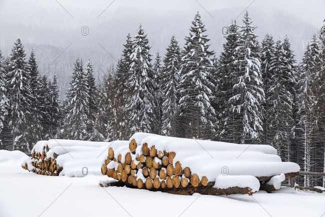 Tree trunks stacked and ready for the sawmill, winter landscape, paneveggio, dolomites, predazzo, trentino, italy