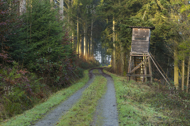Forest path with hunting blind, wall urn, Baden-Wurttemberg, Germany
